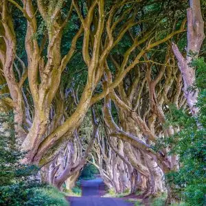 Dark Hedges
