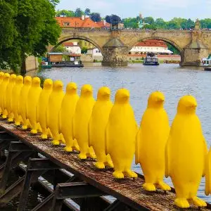 Yellow Penguins