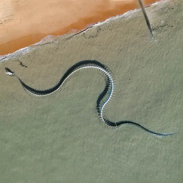 Serpent d&rsquo;Océan